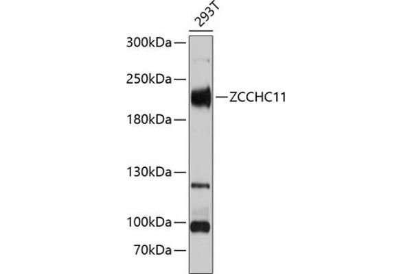 ZCCHC11 antibody  (AA 1-290)