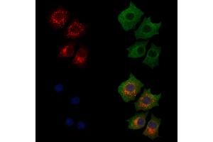 ABIN7094334 and ABIN7098381 staining HepG2 cells by IF/ICC. (LARS2 antibody  (Internal Region))