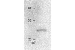 Western Blotting (WB) image for anti-Chromobox Homolog 1 (CBX1) (AA 176-185) antibody (ABIN2452034) (CBX1 antibody  (AA 176-185))