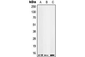 Western blot analysis of S100-A10 expression in HT29 (A), HeLa (B), A431 (C) whole cell lysates. (S100A10 antibody  (Center))