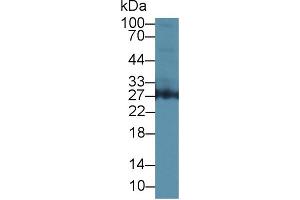 Western blot analysis of Human 293T cell lysate, using Human AZU1 Antibody (1 µg/ml) and HRP-conjugated Goat Anti-Rabbit antibody (