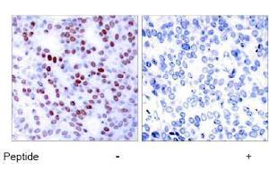 Image no. 2 for anti-Jun Proto-Oncogene (JUN) (Ser243) antibody (ABIN197136)