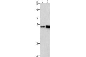 Western Blotting (WB) image for anti-Synaptotagmin IV (SYT4) antibody (ABIN2428763) (SYT4 antibody)