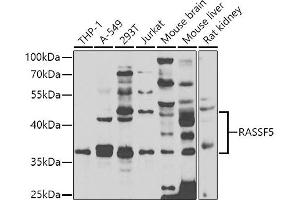 Western blot analysis of extracts of various cell lines, using R antibody  at 1:1000 dilution. (RASSF5 antibody  (AA 1-265))