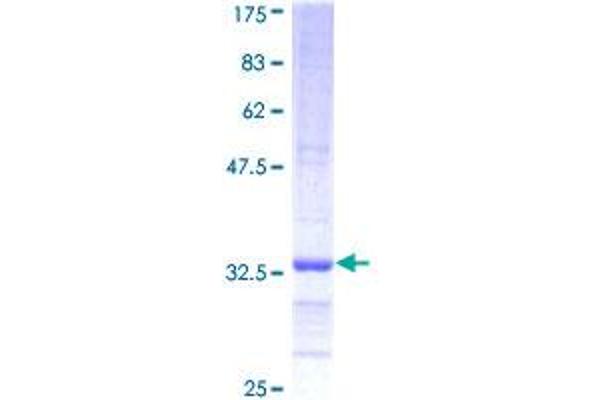 NAAA Protein (AA 36-104) (GST tag)