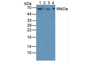 Figure. (Cytokeratin 1 antibody  (AA 487-644))