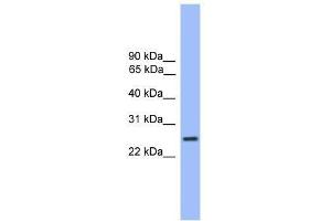 Western Blot showing GOSR1 antibody used at a concentration of 1-2 ug/ml to detect its target protein.