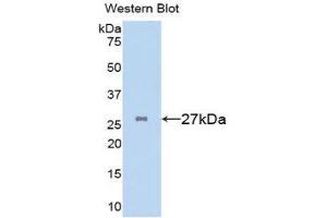 Western Blotting (WB) image for anti-Clusterin (CLU) (AA 227-447) antibody (ABIN3207141) (Clusterin antibody  (AA 227-447))