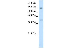 WB Suggested Anti-DLX3 Antibody Titration:  0. (DLX3 antibody  (N-Term))