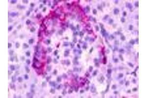 Anti-GPR35 antibody IHC of human pancreas. (GPR35 antibody  (Cytoplasmic Domain))