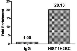 Chromatin Immunoprecipitation Hela (4*10 6 ) were treated with Micrococcal Nuclease, sonicated, and immunoprecipitated with 5 μg anti-HIST1H2BC (ABIN7139595) or a control normal rabbit IgG. (Histone H2B antibody  (meLys20))