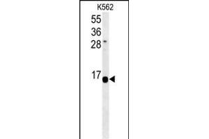 HIST1H2AK Antibody (N-term) (ABIN651540 and ABIN2840289) western blot analysis in K562 cell line lysates (35 μg/lane).