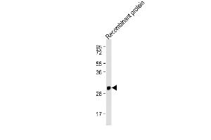 Anti-IFNA1 Antibody (C-term) at 1:2000 dilution + Recombinant protein Lysates/proteins at 20 ng per lane. (IFNA1 antibody  (C-Term))