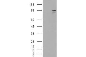 Western Blotting (WB) image for anti-Neuroligin 3 (NLGN3) (Internal Region) antibody (ABIN2466004) (Neuroligin 3 antibody  (Internal Region))