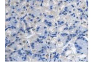 IHC-P analysis of Mouse Stomach Tissue, with DAB staining. (PCYOX1 antibody  (AA 249-505))