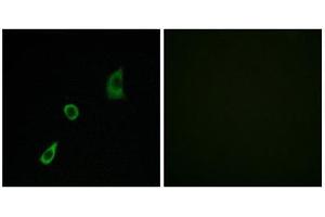 Immunofluorescence (IF) image for anti-Fibroblast Growth Factor 23 (FGF23) (Internal Region) antibody (ABIN1850385) (FGF23 antibody  (Internal Region))