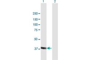 Western Blot analysis of MAPK11 expression in transfected 293T cell line by MAPK11 MaxPab polyclonal antibody. (MAPK11 antibody  (AA 1-364))