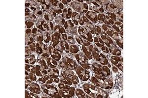 Immunohistochemical staining of human stomach with FAM96A polyclonal antibody  shows strong cytoplasmic positivity in glandular cells at 1:200-1:500 dilution. (FAM96A antibody)