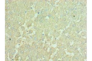 APOBEC3C antibody  (AA 1-190)