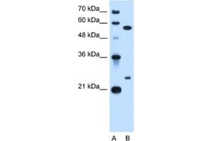 Western Blotting (WB) image for anti-LOC728331 (LOC728331) antibody (ABIN2462912) (LOC728331 antibody)