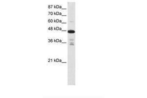 Image no. 2 for anti-Protein Arginine Methyltransferase 2 (PRMT2) (N-Term) antibody (ABIN203135) (PRMT2 antibody  (N-Term))