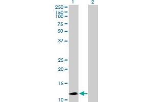 Western Blot analysis of SEMA4G expression in transfected 293T cell line by SEMA4G MaxPab polyclonal antibody.