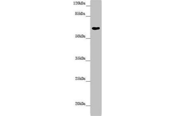 FMO5 抗体  (AA 1-285)