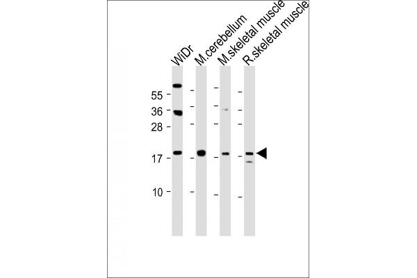 TPPP3 antibody  (AA 117-146)