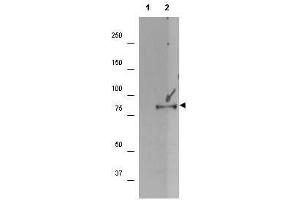 Western blot using  affinity purified anti-p90 RSK1 pS732 antibody shows detection of a band ~90 kDa in size corresponding to phosphorylated p90 RSK1 (arrowhead) in EGF stimulated (lane 2) HEK293T cell lysates prepared from cells grown in the absence of serum for 12 h. (RPS6KA1 antibody  (pSer732))