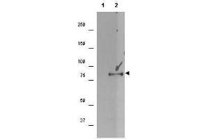 Western blot using  affinity purified anti-p90 RSK1 pS732 antibody shows detection of a band ~90 kDa in size corresponding to phosphorylated p90 RSK1 (arrowhead) in EGF stimulated (lane 2) HEK293T cell lysates prepared from cells grown in the absence of serum for 12 h. (RPS6KA1 antibody  (C-Term, pSer732))