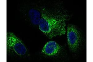 Immunocytochemistry (ICC) image for anti-Calmegin (CLGN) (AA 249-405) antibody (ABIN1843004)