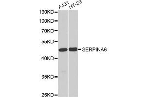 Western blot analysis of extracts of various cell lines, using SERPINA6 antibody (ABIN5973420) at 1/1000 dilution. (SERPINA6 antibody)