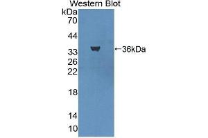 Western Blotting (WB) image for anti-Lymphocyte Antigen 75 (LY75) (AA 216-503) antibody (ABIN1869065)