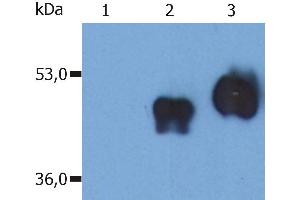 Western Blotting analysis (non-reducing conditions) of over-expressed human CD14 using anti-CD14 (MEM-18). (CD14 antibody)