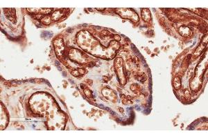 Immunohistochemical staining of human placenta tissue using anti-CD34 antibody. (Recombinant CD34 antibody)