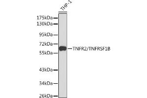 Western blot analysis of extracts of THP-1 cells, using TNFR2/TNFR2/TNFRSF1B antibody (ABIN1683061, ABIN3015125, ABIN3015126 and ABIN6213832) at 1:1000 dilution.