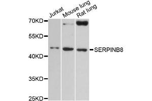 Western blot analysis of extracts of various cell lines, using SERPINB8 antibody (ABIN6291973) at 1:3000 dilution. (SERPINB8 antibody)