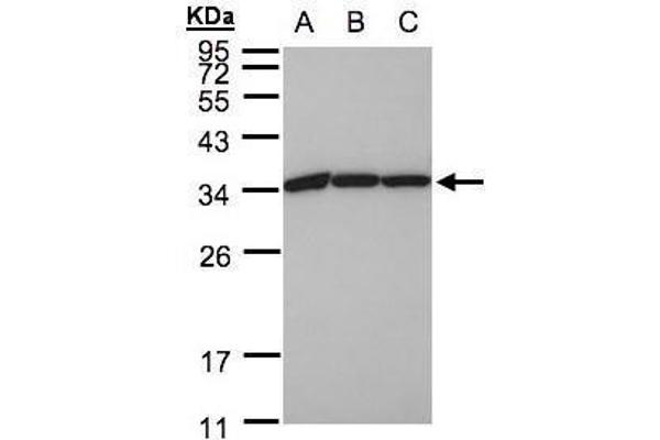 EEF1B2 antibody