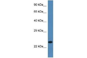 Mouse Pancreas; WB Suggested Anti-Ssr2 Antibody. (SSR2 antibody  (C-Term))