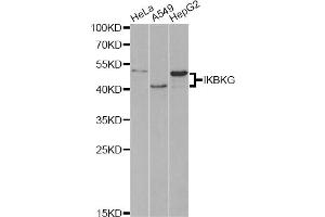 Western blot analysis of extracts of various cell lines, using IKBKG antibody (ABIN5970336) at 1/1000 dilution. (IKBKG antibody)