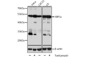 Western blot analysis of extracts of various cell lines, using XBP1s antibody (ABIN7271399) at 1:1000 dilution. (XBP1 antibody  (AA 300-376))