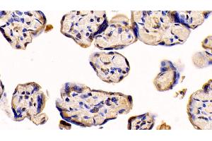 Detection of NRP1 in Human Placenta Tissue using Monoclonal Antibody to Neuropilin 1 (NRP1)
