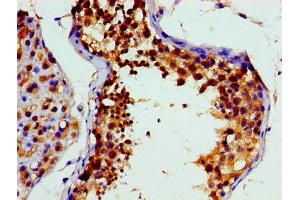 Immunohistochemistry of paraffin-embedded human testis tissue using ABIN7172893 at dilution of 1:100 (VCP antibody  (AA 704-806))