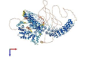 Ankyrin Repeat Domain 50 (ANKRD50) (AA 1-1429) protein (His tag)