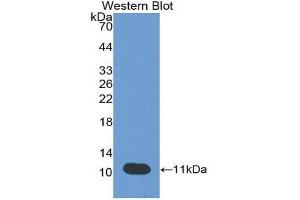 Western Blotting (WB) image for anti-Peptidase Inhibitor 3, Skin-Derived (PI3) (AA 41-117) antibody (Biotin) (ABIN1175842)