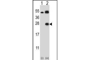Western blot analysis of KLK6 (arrow) using rabbit polyclonal KLK6 Antibody  (ABIN652196 and ABIN2840742). (Kallikrein 6 antibody  (AA 126-156))