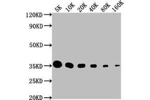 Western Blot Positive WB detected in: HA-tagged fusion protein All lanes: HA-Tag antibody at 1:5000, 1:10000, 1:20000, 1:40000, 1:80000, 1:160000 Secondary Goat polyclonal to Mouse IgG at 1/10000 dilution Predicted band size: 35 kDa Observed band size: 35 kDa (HA-Tag antibody)