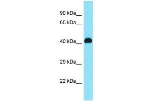 Host: Rabbit Target Name: C8orf76 Sample Type: MDA-MB-435S Whole Cell lysates Antibody Dilution: 1. (C8orf76 antibody  (N-Term))