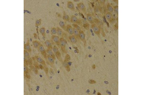 SCO2 antibody  (AA 1-130)