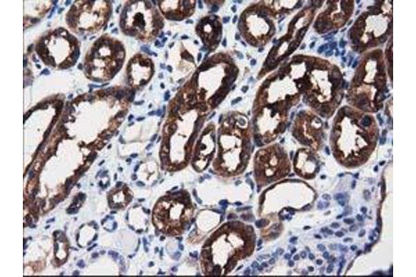 ALDH1L1 antibody